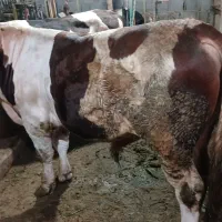 فروش گاو نر ۱۱ ماهه در شاندرمن