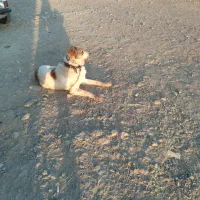 سگ نگهبان|سگ|تربت جام, جلگه موسی آباد|دیوار