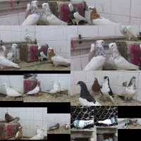 کبوتر دم زردماده .طوقی جفتی تکی شهری قوره ای