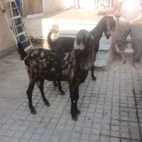 بز پاکستانی