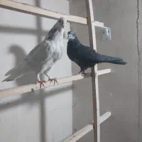 کبوتر|پرنده|قم, شهر قائم|دیوار