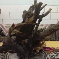 کنده چوب آکواریوم وتراریوم،