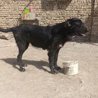 ماده سرابی 6ساله دم فحل