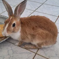 خرگوش