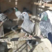 کبوتر پلاکی،مسافتی|پرنده|پاکدشت, پاکدشت (مامازند)|دیوار