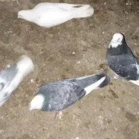 ۸ عدد کبوتر|حیوانات|چالدران, |دیوار