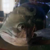 ماهی اسکار|ماهی|تربتحیدریه, شهرک ولیعصر|دیوار