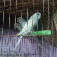 یک جفت مرغ عشق باچهار جوجه و3 مرغ عشق دیگر