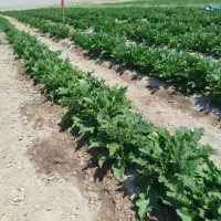 فروش یا اجاره زمین کشاورزی قیروکارزین ، افزر