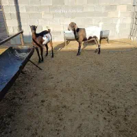 بز بندری|حیوانات مزرعه|جهرم, |دیوار