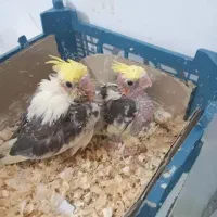 جوجه عروس سرلاکی
