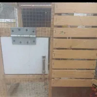 فنچ|پرنده|زاهدان, |دیوار