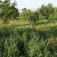 فروش باغ . گردو و انواع میوه