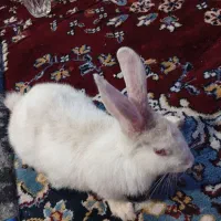خرگوش