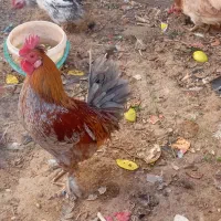 فروش خروس نژاد دارشهربابک|حیوانات مزرعه|شهر بابک, |دیوار