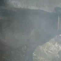 سه راس گوساله ی ۱۵۰ کیلویی چاق|حیوانات مزرعه|تیکمه داش, |دیوار