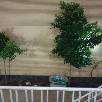 اجاره نیمه طبقه تفت