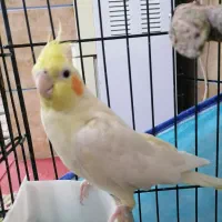 عروس هلندی لوتینو|پرنده|شیراز, کوشک میدان|دیوار