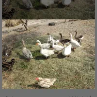 ۳ جفت غاز بالغ و سالم و ی جفت اردک فروش فوری|حیوانات مزرعه|بندرعباس, |دیوار