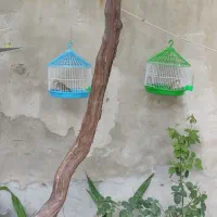 قناری خاکی