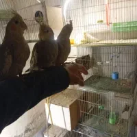 عروس های دستی