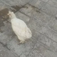 مرغ سلطانی زینتی