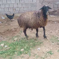 سلام میش قصابی