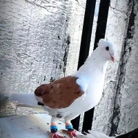 پرنده شون زرد خال سیاه