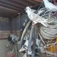 کبوتر کفتر|پرنده|محمدشهر, ولدآباد|دیوار