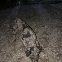 سگ وارداتی از کانادا ماده