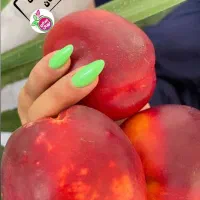 نهال شلیل مغان طعم تابستان|خدمات باغبانی و درختکاری|صومای برادوست, |دیوار