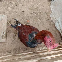 سلام خروس لاری اصیل افغان فروشی