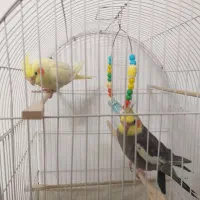 فروش دو جفت عروس هلندی