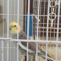 فروش عروس هلندی|پرنده|نوشهر, |دیوار