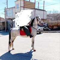 نریان ترک اصیل