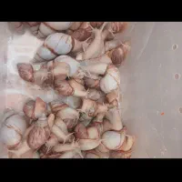 حلزونهایسالم|خزنده|تویسرکان, |دیوار