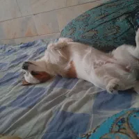 یک سگ ۶ماه  ماده. اشپیز. دستی  رام رام|سگ|سیرجان, |دیوار