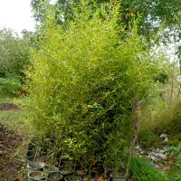 نی خیزران گلدانی