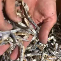 فروش ماهی متوتا درجه ۲
