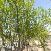 سمپاشی تخصصی