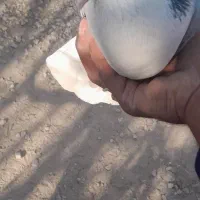 کبوتر بدرنگ|پرنده|پیر بکران, |دیوار