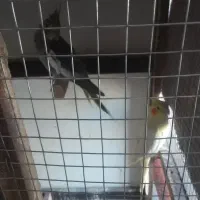 یک جفت عروس هلندی نر وماده