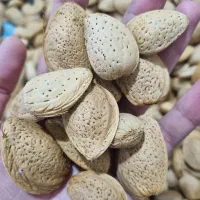 بادام