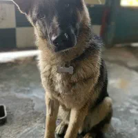 سگ نگهبان|سگ|مشهد, کوی المهدی|دیوار