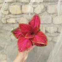 گل حسن یوسف هلندی|گل و گیاه طبیعی|مرودشت, استادیوم‎|دیوار