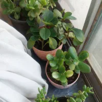 گلهای آپارتمانی و بیرونی قیمت مناسب