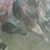 بوقلمون نر وماده بربون اصل ومرغ لاری