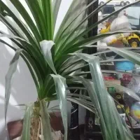 گل پاندانوس سرحال