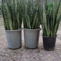 گل سانسوریا خانگی