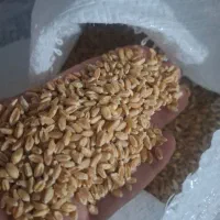 بزر گندم پیشگام بوجاری شده و مرغوب